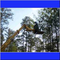 bee-swarm-taming-uchee-pines.jpg