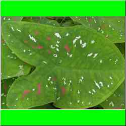 beautiful-speckled-leaf.jpg