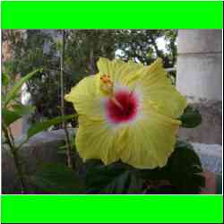 beautiful-yellow-flower.jpg