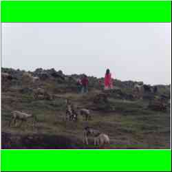 chasing-sheep.jpg
