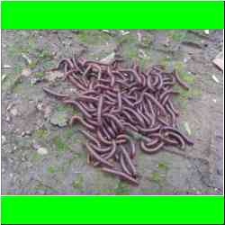 creepy-crawlies.jpg