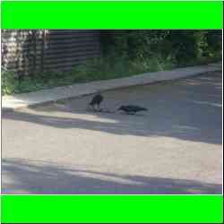 crows-eating-rat-in-india.jpg