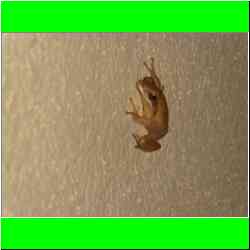 froggie-coming-to-ignite.jpg