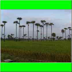 surreal-landscape.jpg