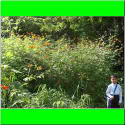 tall-indian-flowers.jpg