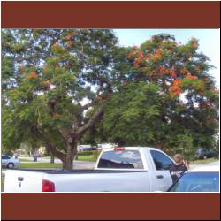 blooming-floridian-tree.jpg