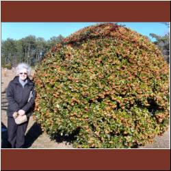 c-with-big-round-tree-red-berries.jpg