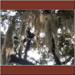 gently-blowing-spanish-moss.jpg