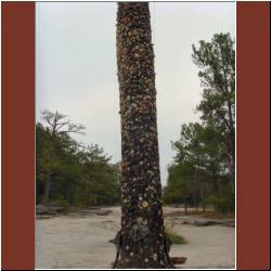 gum-tree-on-stone-mountain.JPG