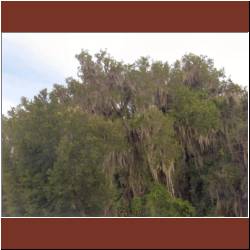 spanish-moss.jpg