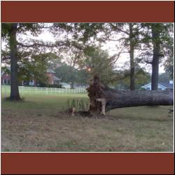 uprooted.jpg