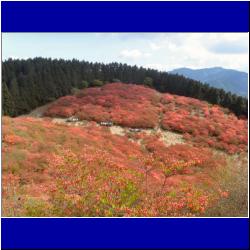 azalea-carpet-katsuragi-mountain-nara.JPG