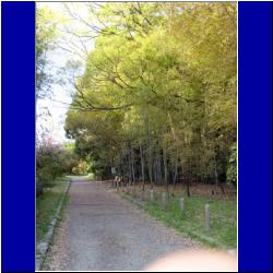 bamboo-grove-kyoto-botanical-garden.JPG