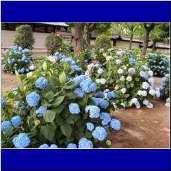 blue-hydrangea-garden-osaka-japan.JPG