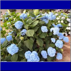 blue-hydrangea-shittenoji-osaka.JPG