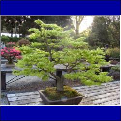 bonsai-kyoto-botanical-garden.JPG