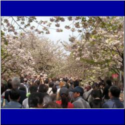 cherry-blossoms-zouhei-kyoku-osaka.JPG