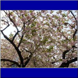 gorgeous-cherry-blossoms.JPG