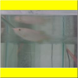 arowana-fish.JPG