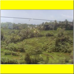 more-rice-fields-bandung-indonesia.JPG