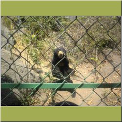 sun-bear.jpg