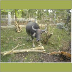water-buffalo.jpg