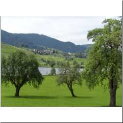 bucolic-swiss-scene.JPG