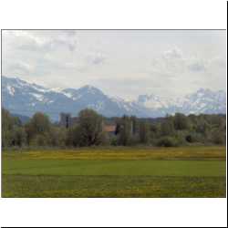dandelions-and-swiss-alps.JPG