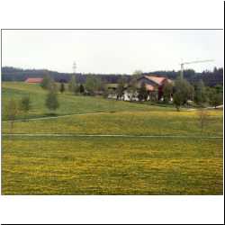 swiss-dandelion-field.JPG