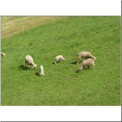 swiss-sheep.JPG