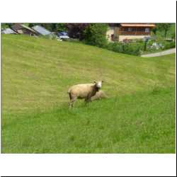 thinking-sheep.JPG
