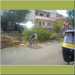 stray-cow-front-k-house.jpg