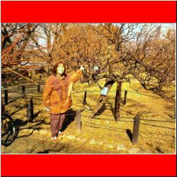 osaka-jo-bairin-plums.jpg