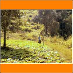 m-walking-wpp-property.jpg