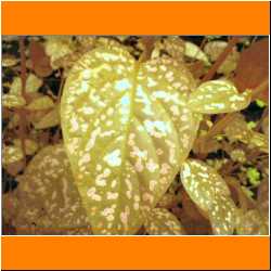 pink-spotted-plant.jpg