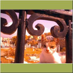 watch-cat-of-athens.jpg