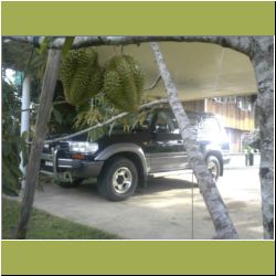 durian-land-cruiser.jpg