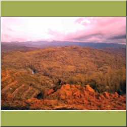 malaysia-oil-palm-plantation.jpg