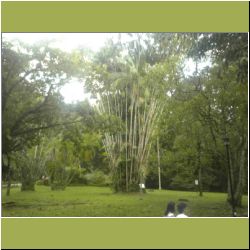 penang-botanical-gardens.jpg
