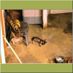 tamparuli-cute-pups.jpg