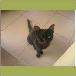 tamparuli-kitty.jpg