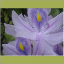 water-flower-acb-keningau.jpg