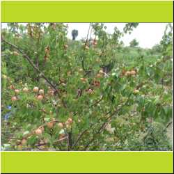 apricot-tree.JPG