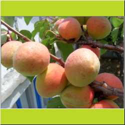 apricots.JPG