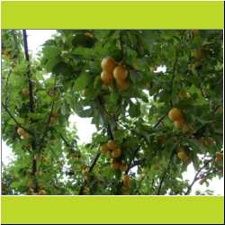 cherry-plums.JPG