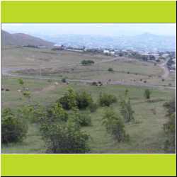 cows-coming-home.JPG