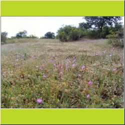 flower-meadow-in-georgia.JPG