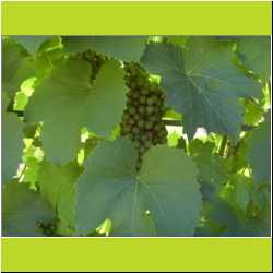 green-grapes.JPG