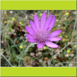 purple-flower.JPG