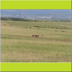 semi-wild-horses-above-tbilisi.JPG
